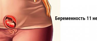 11 weeks