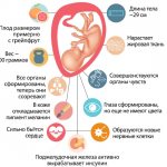 23 weeks of pregnancy. Fetal development, photo of the abdomen, sensations, movements, what is happening, photo of ultrasound 