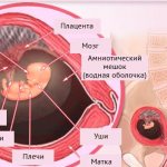 9th week of pregnancy: what to expect this week?