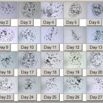 анализ слюны