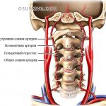 анатомия шейного отдела позвоночника