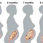 Беременность от зачатия до родов - всё, что следует Вам знать