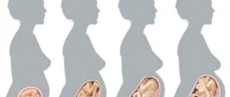 Pregnancy from conception to birth - everything you need to know