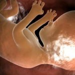 BDP (biparietal head size) of the fetus by week