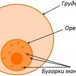 Бугорки Монтгомери