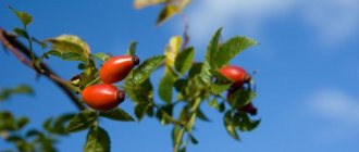 what are the benefits of rosehip?