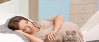 Чувствуют ли кошки беременность хозяйки