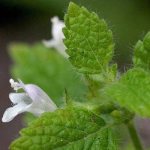 Blooming lemon balm