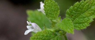Blooming lemon balm