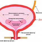 Bladder detrusor. What is it, symptoms of the disease, treatment in women, children, men 