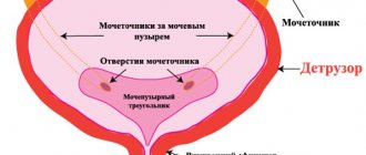 Bladder detrusor. What is it, symptoms of the disease, treatment in women, children, men