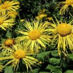 Девясил: описание