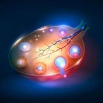 Dominant and persistent follicle growth chart, follicle size before ovulation