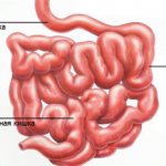 Duodenum