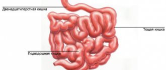 Duodenum