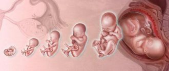 эмбрион 6 недель
