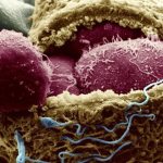 Embryonic stem cells inside a 4-day embryo