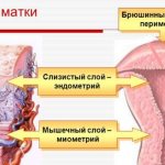 Endometrium by day of the cycle. Thickness standards for conception, IVF, pregnancy, menopause 