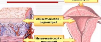 Эндометрий по дням цикла. Нормы толщины для зачатия, ЭКО, при беременности, менопаузе