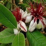 фейхоа при беременности противопоказания