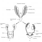 Formation of internal genital organs, diagram