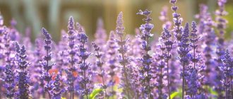 Photo of sage