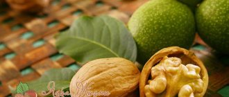 грецкий орех