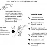 холестерин при беременности