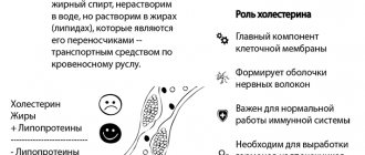 холестерин при беременности