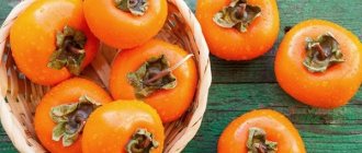 Persimmon during pregnancy