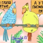 иллюстрация: попугаи о печени