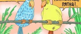 illustration: parrots about the liver