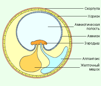 Полости зародыша. Строение яйца хорион амнион. Строение яйца рептилий хорион. Амнион хорион аллантоис. Строение зародыша амниона.