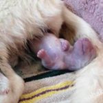 How to deliver a dog