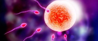 How a child is conceived - all the secrets of successful fertilization