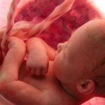 How to calculate fetal weight based on ultrasound results