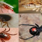 how to relieve itching after an insect bite