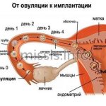 Как созревает яйцеклетка