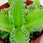 каланхоэ лечебные свойства при насморке беременным