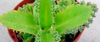 Kalanchoe medicinal properties for runny nose in pregnant women