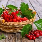 Калина при беременности