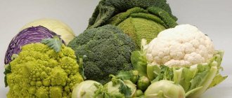 cabbage during pregnancy