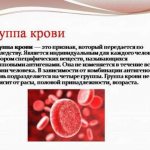 Классификация групп крови: какие бывают виды? Резус-фактор и что он означает?