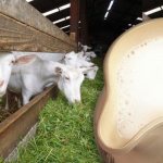 Goat milk for babies