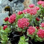 красная щетка