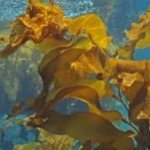 ламинарии для стимуляции родов