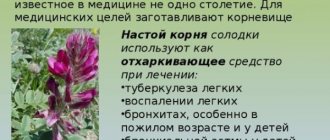 Medicinal properties of licorice root. Instructions on how to take the syrup. Contraindications