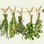 лекарственные травы беременным