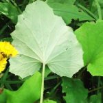 Листья мать и мачехи