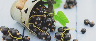 Can pregnant women eat blackcurrants?